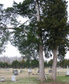 Cedar Trees at Campbelltown Cemetery