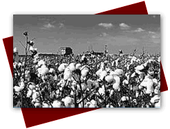 cotton field