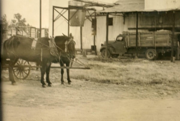 Cotton Gin Walnut, MS