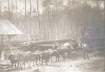 Thumbnail of Tatum Lumber Company #7