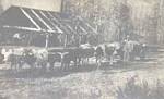 Thumbnail of TatumLumber Company #8