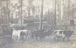 Thumbnail for TatumLumber Company #10